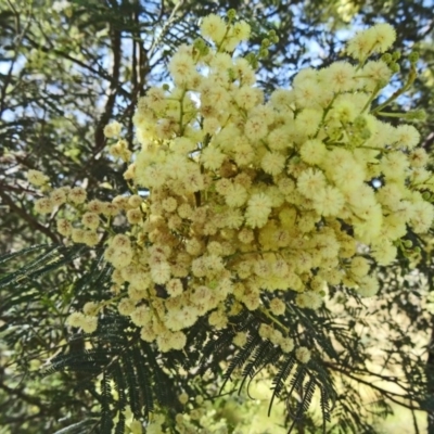 Acacia mearnsii (Black Wattle) at Farrer, ACT - 9 Nov 2014 by galah681