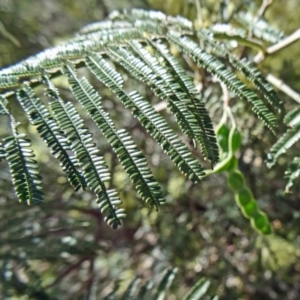 Acacia mearnsii at Farrer, ACT - 9 Nov 2014