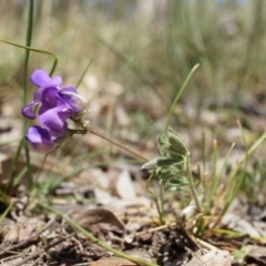 Swainsona behriana (Behr's Swainson-Pea) at Canberra Central, ACT - 9 Nov 2014 by MichaelDoherty