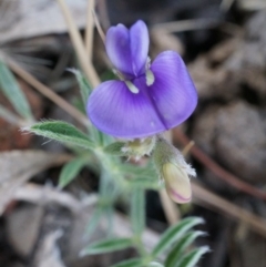 Swainsona behriana at Canberra Central, ACT - 9 Nov 2014 02:45 PM