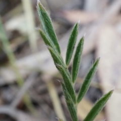 Swainsona behriana at Canberra Central, ACT - 9 Nov 2014