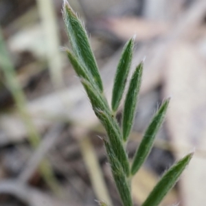 Swainsona behriana at Canberra Central, ACT - 9 Nov 2014 02:45 PM