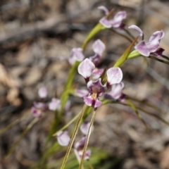 Diuris dendrobioides (Late Mauve Doubletail) at Hackett, ACT - 9 Nov 2014 by MichaelDoherty