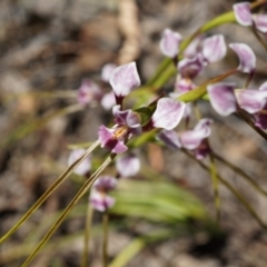 Diuris dendrobioides at suppressed - suppressed