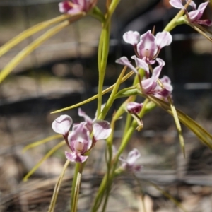 Diuris dendrobioides at suppressed - suppressed