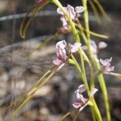 Diuris dendrobioides at suppressed - suppressed