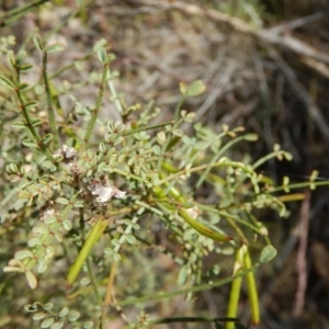 Indigofera adesmiifolia at Curtin, ACT - 9 Nov 2014 02:18 PM