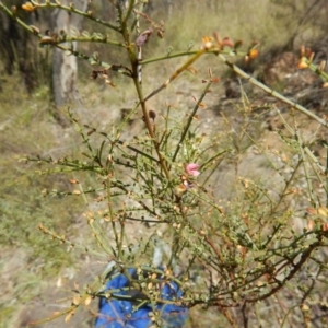 Indigofera adesmiifolia at Curtin, ACT - 9 Nov 2014 02:18 PM