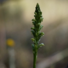 Microtis sp. (Onion Orchid) at Canberra Central, ACT - 9 Nov 2014 by AaronClausen