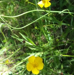 Ranunculus lappaceus at Googong Foreshore - 9 Nov 2014