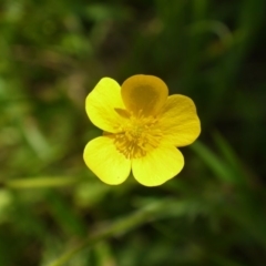 Ranunculus lappaceus at Googong Foreshore - 9 Nov 2014