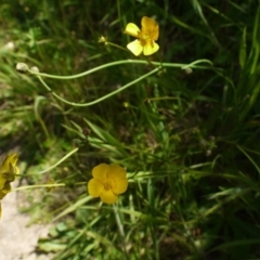 Ranunculus lappaceus at Googong Foreshore - 9 Nov 2014