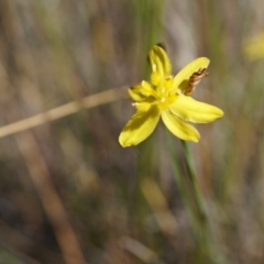 Tricoryne elatior (Yellow Rush Lily) at Canberra Central, ACT - 9 Nov 2014 by AaronClausen