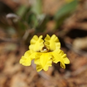 Goodenia hederacea at Canberra Central, ACT - 9 Nov 2014