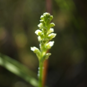 Microtis sp. at Canberra Central, ACT - suppressed