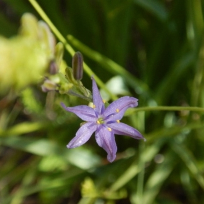 Caesia calliantha (Blue Grass-lily) at Lyons, ACT - 9 Nov 2014 by MichaelMulvaney