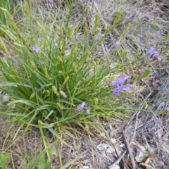 Caesia calliantha at Lyons, ACT - 9 Nov 2014