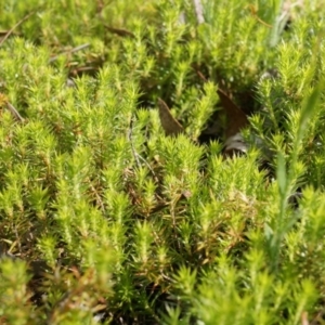 Acrotriche serrulata at Canberra Central, ACT - 9 Nov 2014