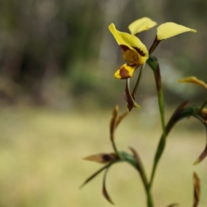 Diuris sulphurea at Canberra Central, ACT - suppressed