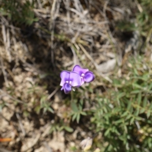 Swainsona sericea at Googong Foreshore - 9 Nov 2014