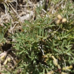 Swainsona sericea at Googong Foreshore - 9 Nov 2014 12:02 PM