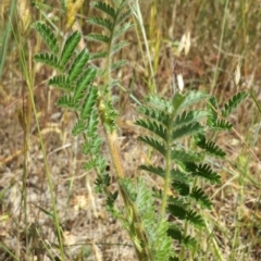 Acaena x ovina (Sheep's Burr) at Googong, NSW - 9 Nov 2014 by ClubFED