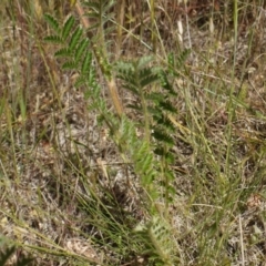 Acaena x ovina at Googong, NSW - 9 Nov 2014