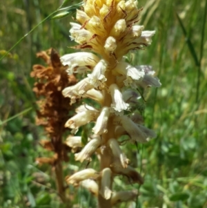 Orobanche minor at Googong Foreshore - 9 Nov 2014 11:42 AM