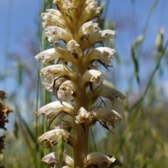 Orobanche minor at Googong Foreshore - 9 Nov 2014 11:42 AM