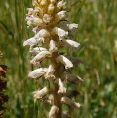 Orobanche minor at Googong Foreshore - 9 Nov 2014 11:42 AM