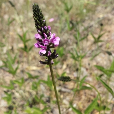 Cullen microcephalum (Dusky Scurf-pea) at Googong Foreshore - 9 Nov 2014 by ClubFED