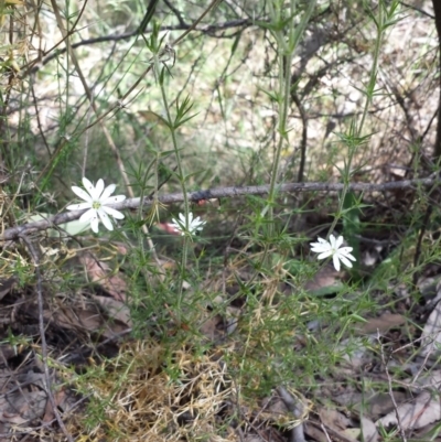 Stellaria pungens (Prickly Starwort) at Googong, NSW - 9 Nov 2014 by ClubFED