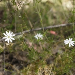 Stellaria pungens at Googong, NSW - 9 Nov 2014 12:23 PM