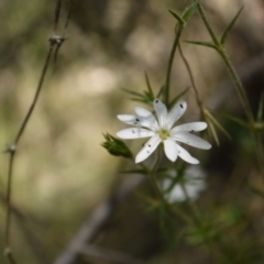 Stellaria pungens at Googong, NSW - 9 Nov 2014 12:23 PM