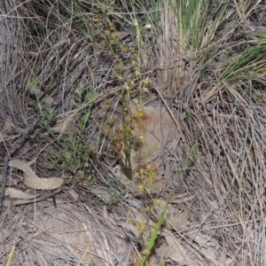 Drosera auriculata at Theodore, ACT - 27 Oct 2014