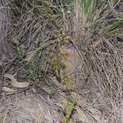 Drosera auriculata (Tall Sundew) at Tuggeranong Hill - 27 Oct 2014 by michaelb