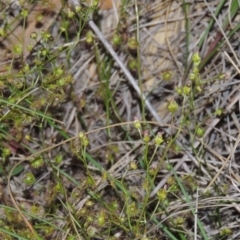 Drosera auriculata (Tall Sundew) at Tuggeranong Hill - 27 Oct 2014 by michaelb