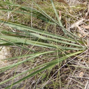 Dianella sp. aff. longifolia (Benambra) at Lyons, ACT - 9 Nov 2014