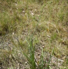 Dianella sp. aff. longifolia (Benambra) at Lyons, ACT - 9 Nov 2014