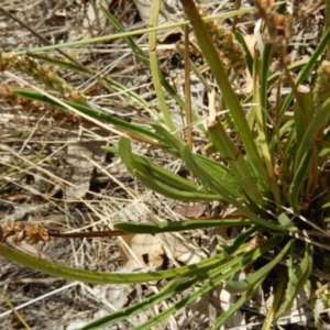 Plantago gaudichaudii at Lyons, ACT - 9 Nov 2014 03:18 PM