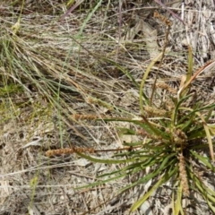 Plantago gaudichaudii at Lyons, ACT - 9 Nov 2014