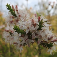 Calytrix tetragona (Common Fringe-myrtle) at Theodore, ACT - 25 Oct 2014 by michaelb