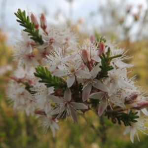 Calytrix tetragona at Theodore, ACT - 25 Oct 2014 06:45 PM