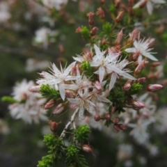 Calytrix tetragona at Theodore, ACT - 25 Oct 2014 06:45 PM