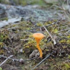 Lichenomphalia chromacea (Yellow Navel) at Theodore, ACT - 22 Jul 2014 by MichaelBedingfield