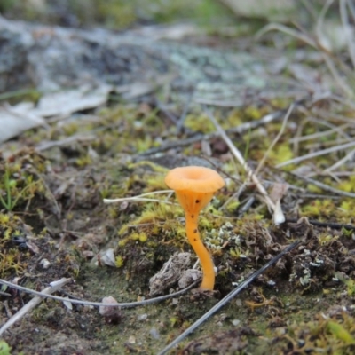 Lichenomphalia chromacea (Yellow Navel) at Theodore, ACT - 22 Jul 2014 by michaelb