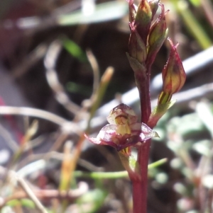 Acianthus exsertus at Acton, ACT - 31 Mar 2016