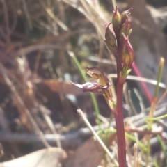 Acianthus exsertus at Acton, ACT - suppressed