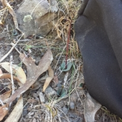 Acianthus exsertus at Acton, ACT - suppressed