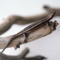 Pseudemoia spenceri (Spencer's Skink) at Snowball, NSW - 18 Mar 1976 by wombey